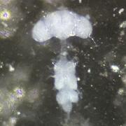 Drosophila brain and VNC