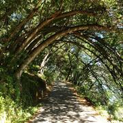a pathway through a forest