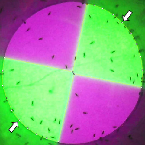 Green and violet quadrants