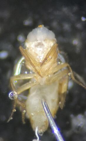 Drosophila brain dissection