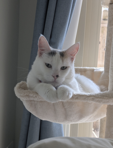 Fae Lab Mascot 