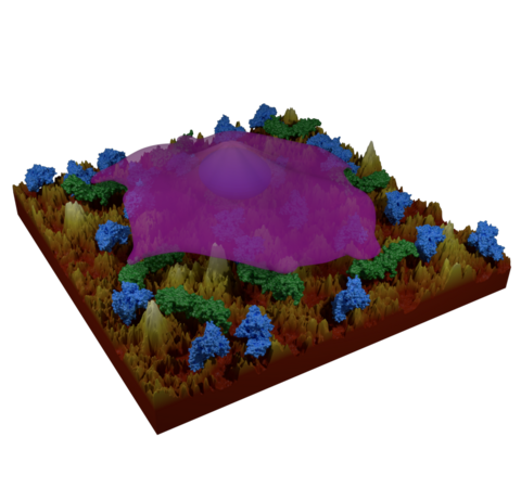 Cell Attached