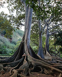 Image of a tree chosen by Dr Cianciolo