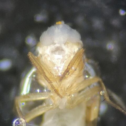 Drosophila brain dissection