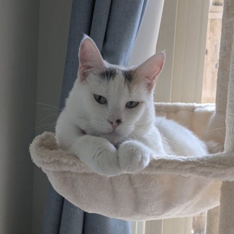 Fae Lab Mascot 