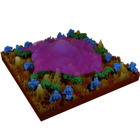 Cell Attached
