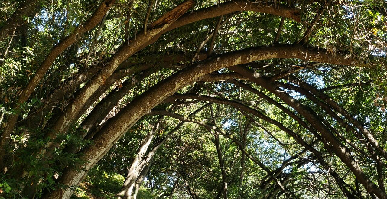 A dirt path through a forest