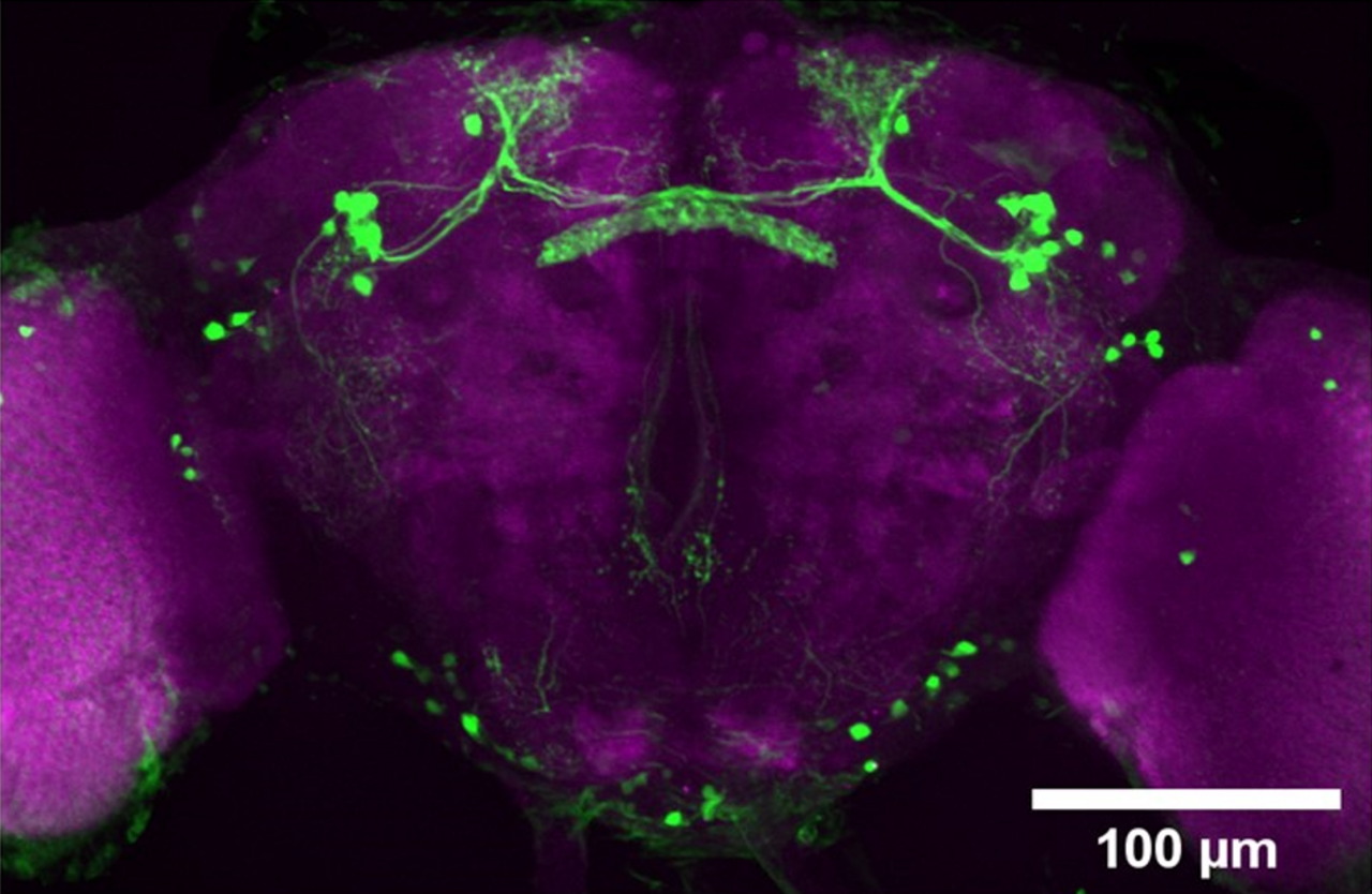 23E10 Expression Pattern