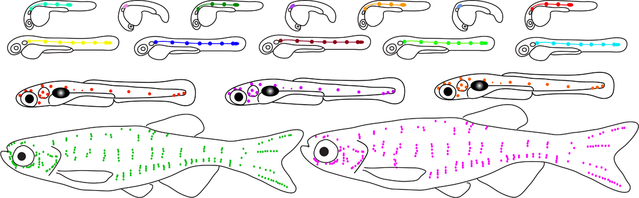 Drawing of zebrafish lateral line development