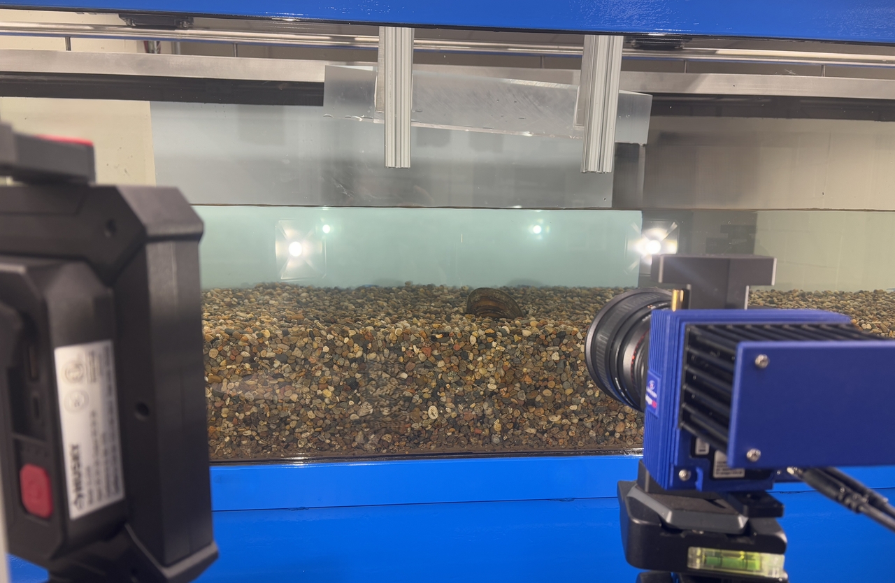 Live freshwater mussel in the flume