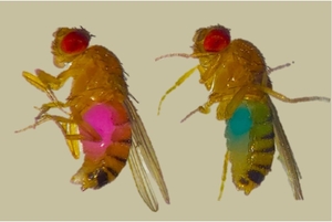 Drosophila Food Dye