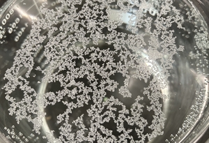 Floating microplastics