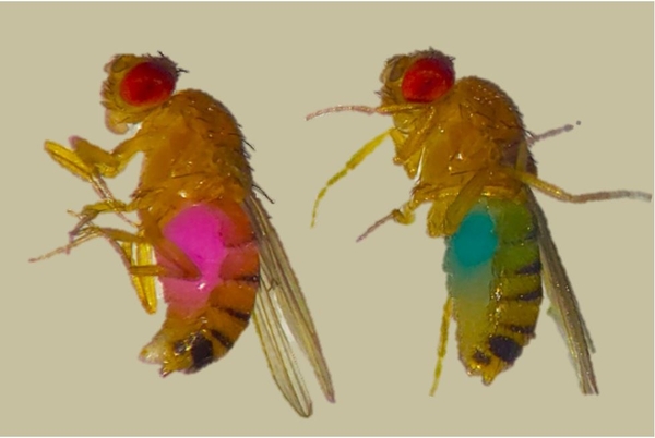 Drosophila Food Dye