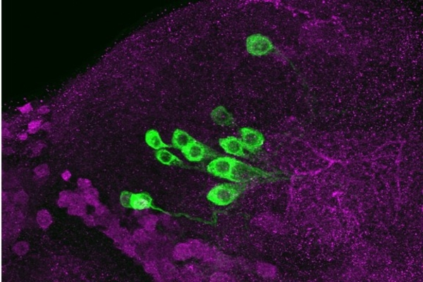 23E10 GABA Expression Pattern