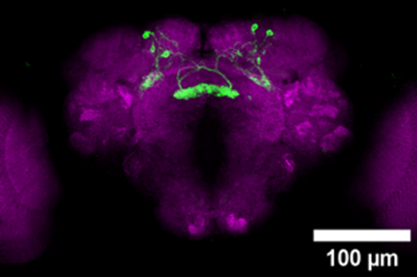 Drosophila vFB
