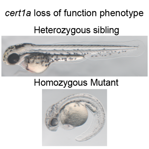cert mutant and het sibling