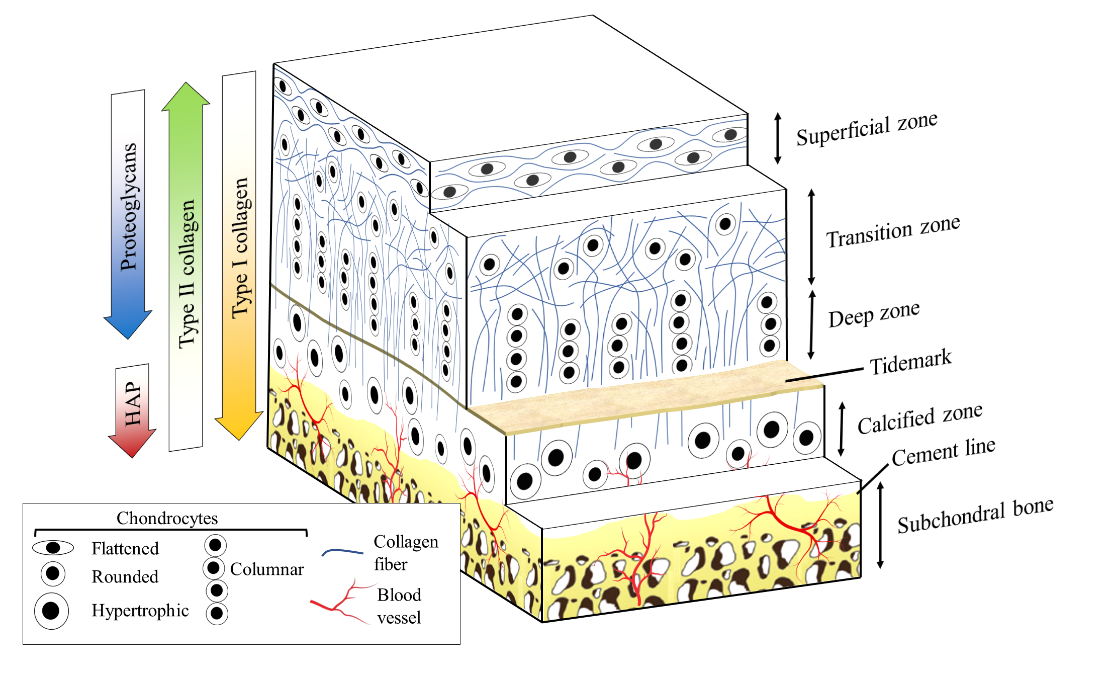 Multilayered structure of osteochondral tissue